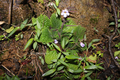 Didymocarpus fischeri